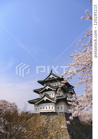 Hirosaki Castle, castle tower and cherry blossoms 120295215