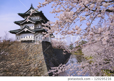 弘前城、城堡塔樓和櫻花 120295216