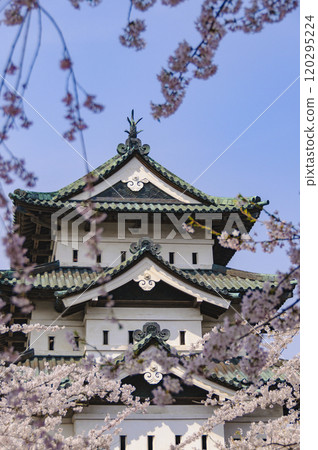 Hirosaki Castle, castle tower surrounded by cherry blossoms 120295224
