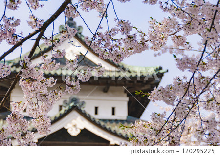 Hirosaki Castle, castle tower surrounded by cherry blossoms 120295225