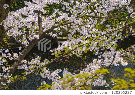 Hirosaki Castle, cherry blossoms in full bloom and moat Hirosaki Castle, cherry blossoms in full bloom and moat 120295227