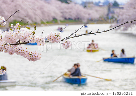 弘前城櫻花下划船的人們 120295251