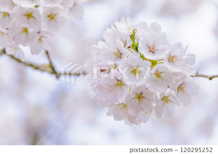 Cherry blossoms in full bloom shining in the spring sunshine 120295252