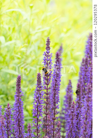 春天盛開的紫色花朵和蜜蜂 120295378