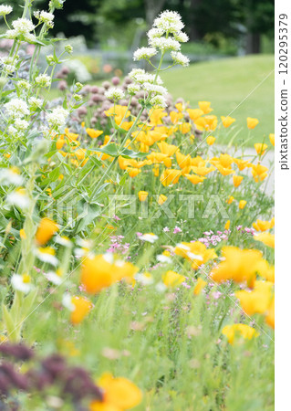 北海道春天的花園 120295379