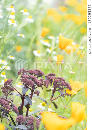 Spring flower fields in Hokkaido Spring flower fields in Hokkaido 120295381