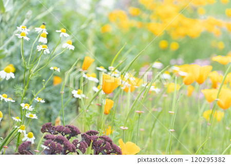 Spring flower fields in Hokkaido Spring flower fields in Hokkaido 120295382