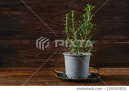 Small rosemary plant in a gray pot placed on a wooden table surrounded by rustic decor 120295828