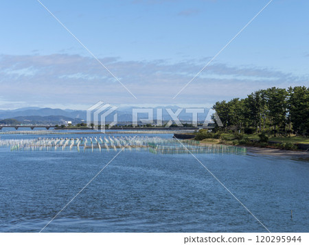 A view of Lake Hamana lined with oyster farming rafts 120295944