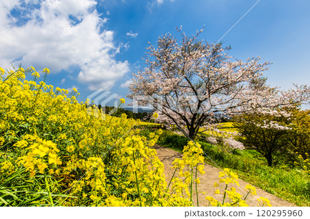 Rape blossoms and cherry blossoms on the Shirakimine Plateau [Isahaya City, Nagasaki Prefecture] 120295960