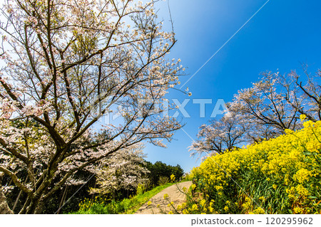 Rape blossoms and cherry blossoms on the Shirakimine Plateau [Isahaya City, Nagasaki Prefecture] 120295962