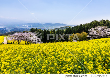 白紀峰高原的油菜花與櫻花【長崎縣諫早市】 120295964