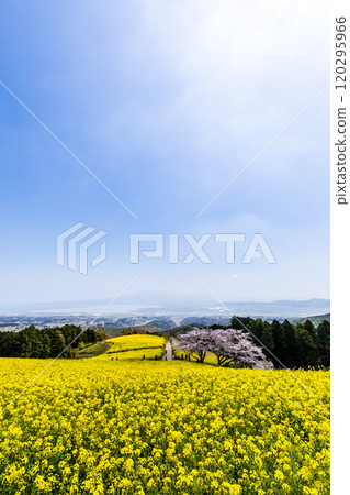 Rape blossoms and cherry blossoms on the Shirakimine Plateau [Isahaya City, Nagasaki Prefecture] 120295966