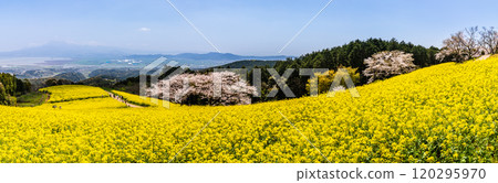 Panorama of rape blossoms and cherry blossoms on the Shirakimine Plateau [Isahaya City, Nagasaki Prefecture] 120295970