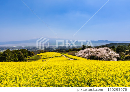 Rape blossoms and cherry blossoms on the Shirakimine Plateau [Isahaya City, Nagasaki Prefecture] 120295976