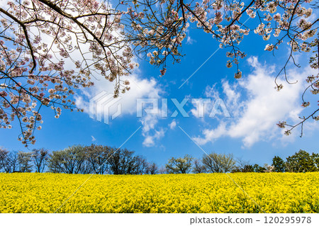 Rape blossoms and cherry blossoms on the Shirakimine Plateau [Isahaya City, Nagasaki Prefecture] 120295978