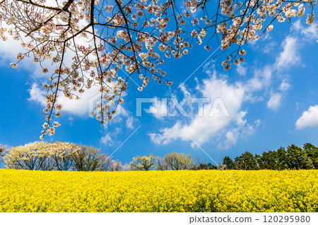 白紀峰高原的油菜花與櫻花【長崎縣諫早市】 120295980