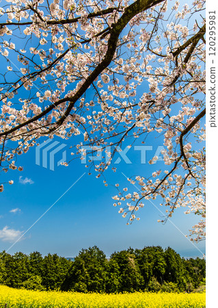 白紀峰高原的油菜花與櫻花【長崎縣諫早市】 白紀峰高原的油菜花與櫻花【長崎縣諫早市】 120295981
