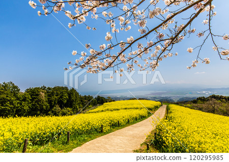 Rape blossoms and cherry blossoms on the Shirakimine Plateau [Isahaya City, Nagasaki Prefecture] 120295985
