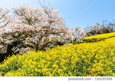 白紀峰高原的油菜花與櫻花【長崎縣諫早市】 120295999