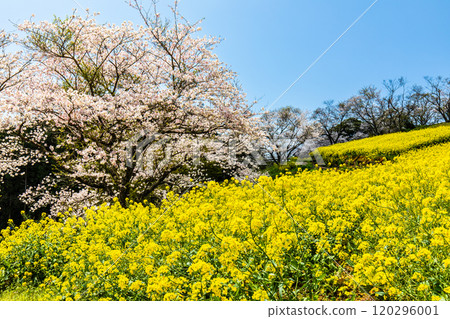 Rape blossoms and cherry blossoms on the Shirakimine Plateau [Isahaya City, Nagasaki Prefecture] 120296001