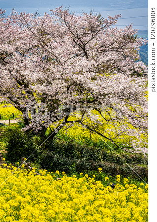 白紀峰高原的油菜花與櫻花【長崎縣諫早市】 120296003