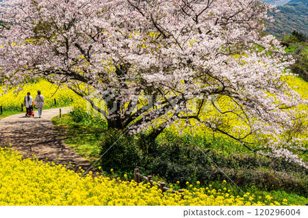 Rape blossoms and cherry blossoms on the Shirakimine Plateau [Isahaya City, Nagasaki Prefecture] 120296004