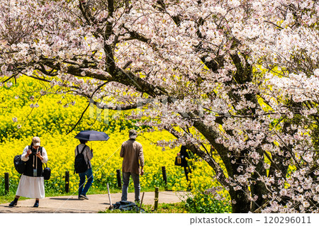 Rape blossoms and cherry blossoms on the Shirakimine Plateau [Isahaya City, Nagasaki Prefecture] 120296011