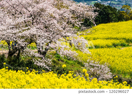 Rape blossoms and cherry blossoms on the Shirakimine Plateau [Isahaya City, Nagasaki Prefecture] 120296027