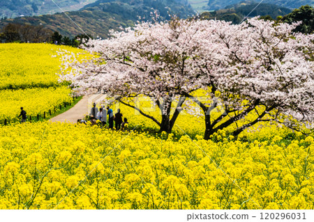 Rape blossoms and cherry blossoms on the Shirakimine Plateau [Isahaya City, Nagasaki Prefecture] 120296031