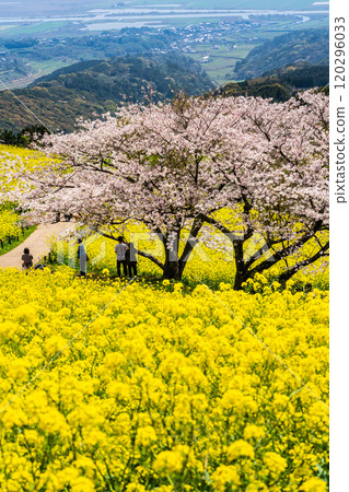 Rape blossoms and cherry blossoms on the Shirakimine Plateau [Isahaya City, Nagasaki Prefecture] 120296033