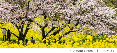Panorama of rape blossoms and cherry blossoms on the Shirakimine Plateau [Isahaya City, Nagasaki Prefecture] 120296035
