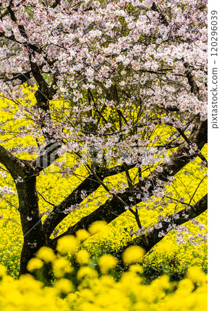 白紀峰高原的油菜花與櫻花【長崎縣諫早市】 白紀峰高原的油菜花與櫻花【長崎縣諫早市】 120296039