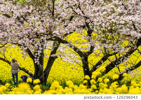 白紀峰高原的油菜花與櫻花【長崎縣諫早市】 白紀峰高原的油菜花與櫻花【長崎縣諫早市】 120296043