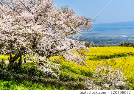 Rape blossoms and cherry blossoms on the Shirakimine Plateau [Isahaya City, Nagasaki Prefecture] 120296052