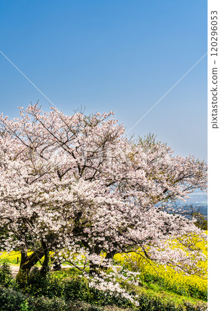 白紀峰高原的油菜花與櫻花【長崎縣諫早市】 120296053