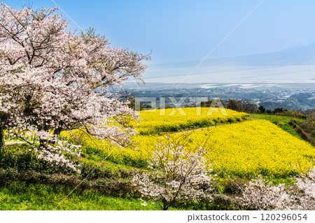 白紀峰高原的油菜花與櫻花【長崎縣諫早市】 120296054