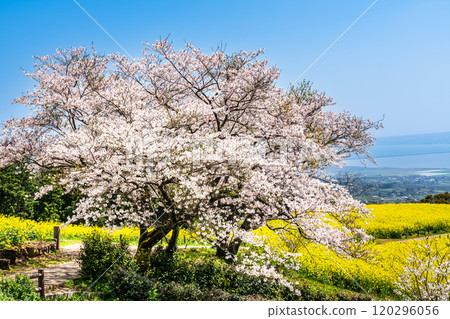 白紀峰高原的油菜花與櫻花【長崎縣諫早市】 120296056