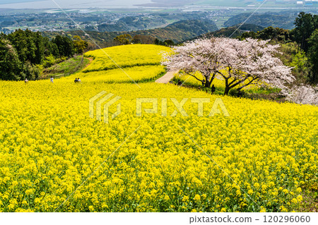 Rape blossoms and cherry blossoms on the Shirakimine Plateau [Isahaya City, Nagasaki Prefecture] 120296060