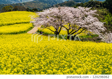 白紀峰高原的油菜花與櫻花【長崎縣諫早市】 120296062