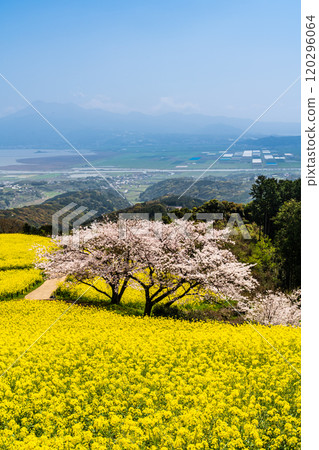 Rape blossoms and cherry blossoms on the Shirakimine Plateau [Isahaya City, Nagasaki Prefecture] 120296064