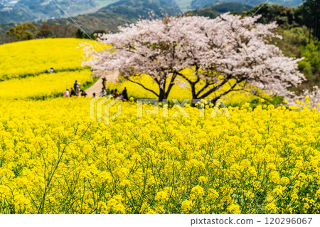 Rape blossoms and cherry blossoms on the Shirakimine Plateau [Isahaya City, Nagasaki Prefecture] 120296067