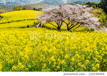 白紀峰高原的油菜花與櫻花【長崎縣諫早市】 120296068
