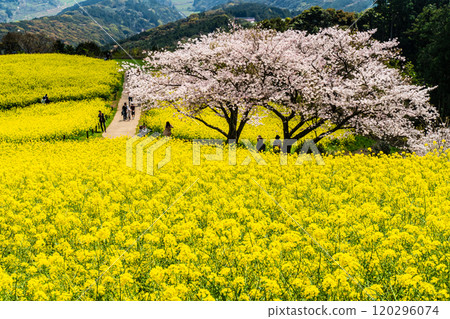 Rape blossoms and cherry blossoms on the Shirakimine Plateau [Isahaya City, Nagasaki Prefecture] 120296074