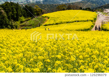 白紀峰高原的油菜花與櫻花【長崎縣諫早市】 白紀峰高原的油菜花與櫻花【長崎縣諫早市】 120296079