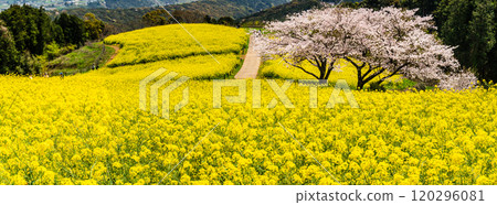 Panorama of rape blossoms and cherry blossoms on the Shirakimine Plateau [Isahaya City, Nagasaki Prefecture] 120296081