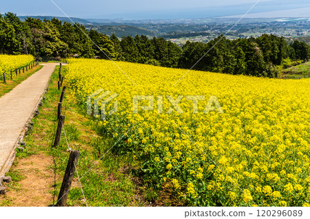 Rape blossoms and cherry blossoms on the Shirakimine Plateau [Isahaya City, Nagasaki Prefecture] 120296089