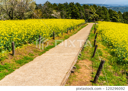 Rape blossoms and cherry blossoms on the Shirakimine Plateau [Isahaya City, Nagasaki Prefecture] 120296092