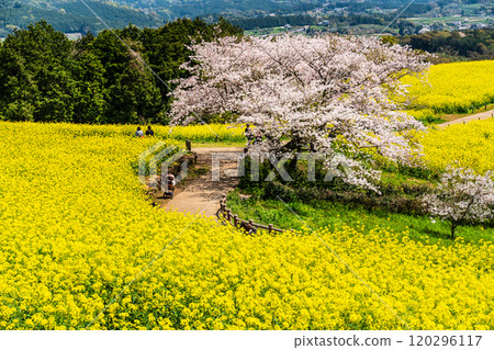 Rape blossoms and cherry blossoms on the Shirakimine Plateau [Isahaya City, Nagasaki Prefecture] 120296117