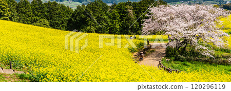 Panorama of rape blossoms and cherry blossoms on the Shirakimine Plateau [Isahaya City, Nagasaki Prefecture] 120296119